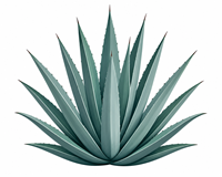 Icono de agave